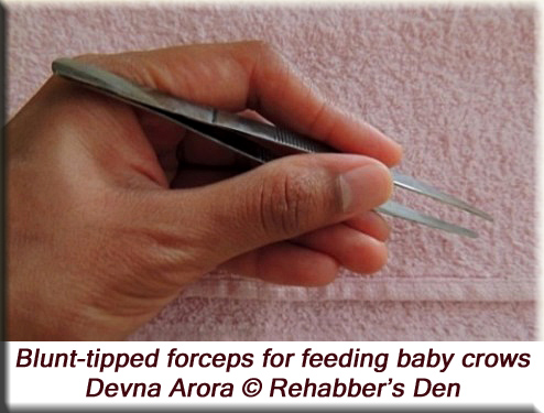 Blunt-tipped forceps for feeding baby birds